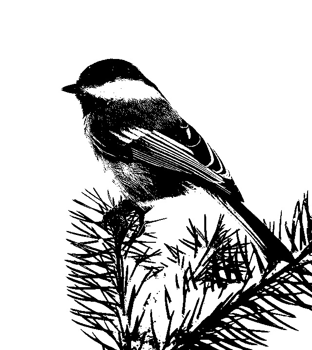 bird